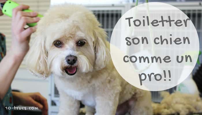 Le Toilettage animal : astuces